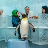 Image 12: Ski Dubai: Year-Round Indoor Snow Fun & Winter Adventures