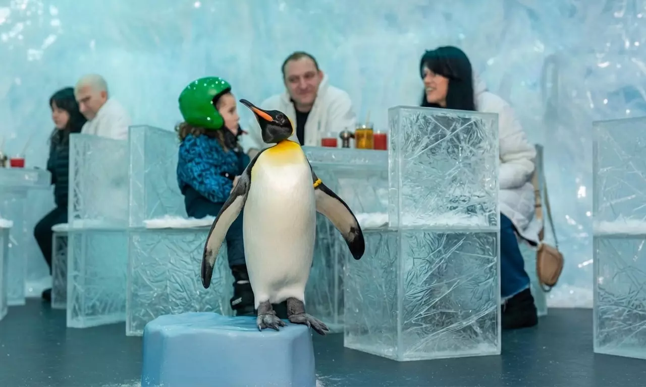 Ski Dubai: Year-Round Indoor Snow Fun & Winter Adventures