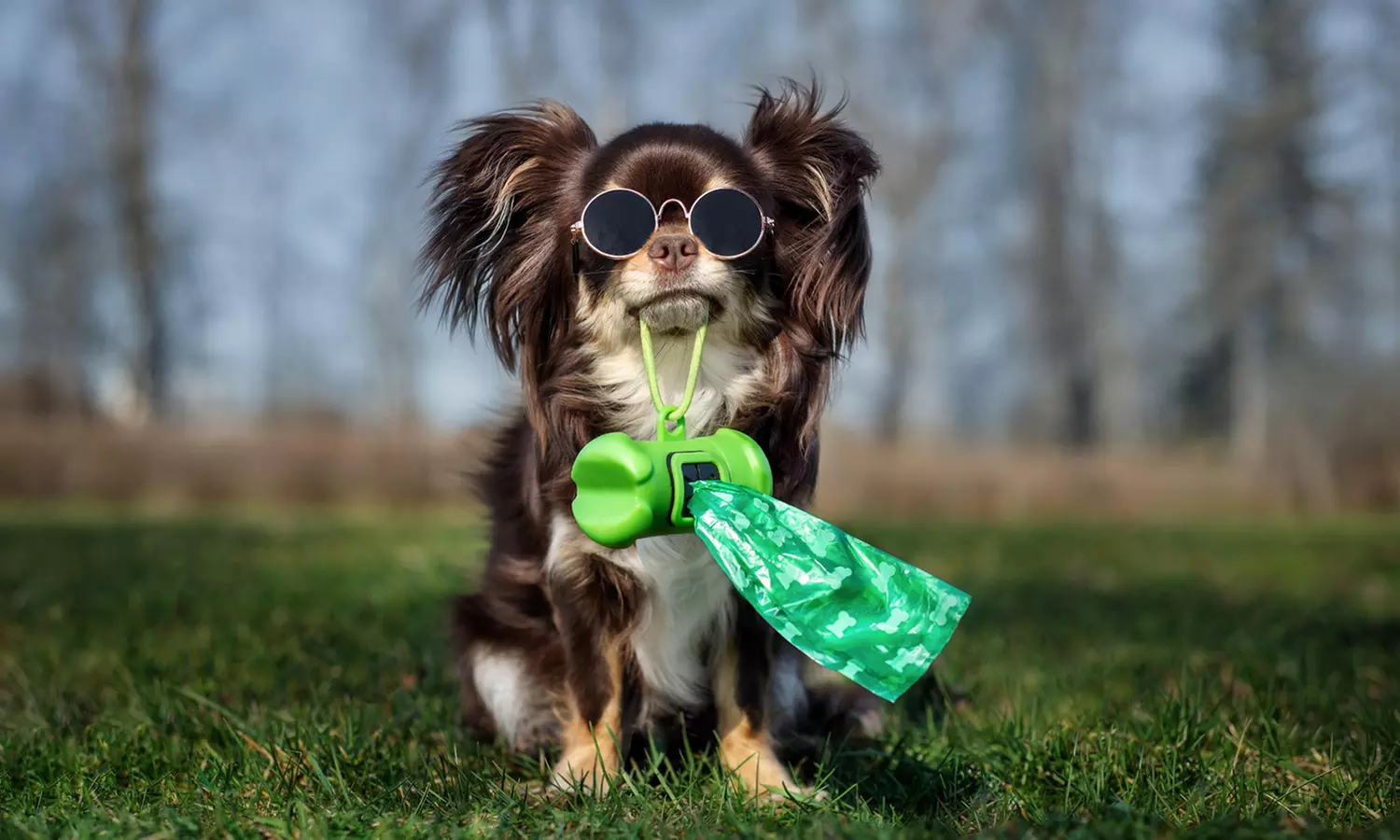 Up to 36% Off on Pet Waste Removal at Scoopy Doo Duty - Primary Image