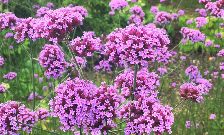 Image 8: 15 or 30 Verbena Buenos Aires Perennials Plug Plants