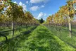 VIP Wine Tasting Experience with Cheese & Crackers for Two / Four People at Duck Walk Vineyards (Up to 36% Off) - Second Medium