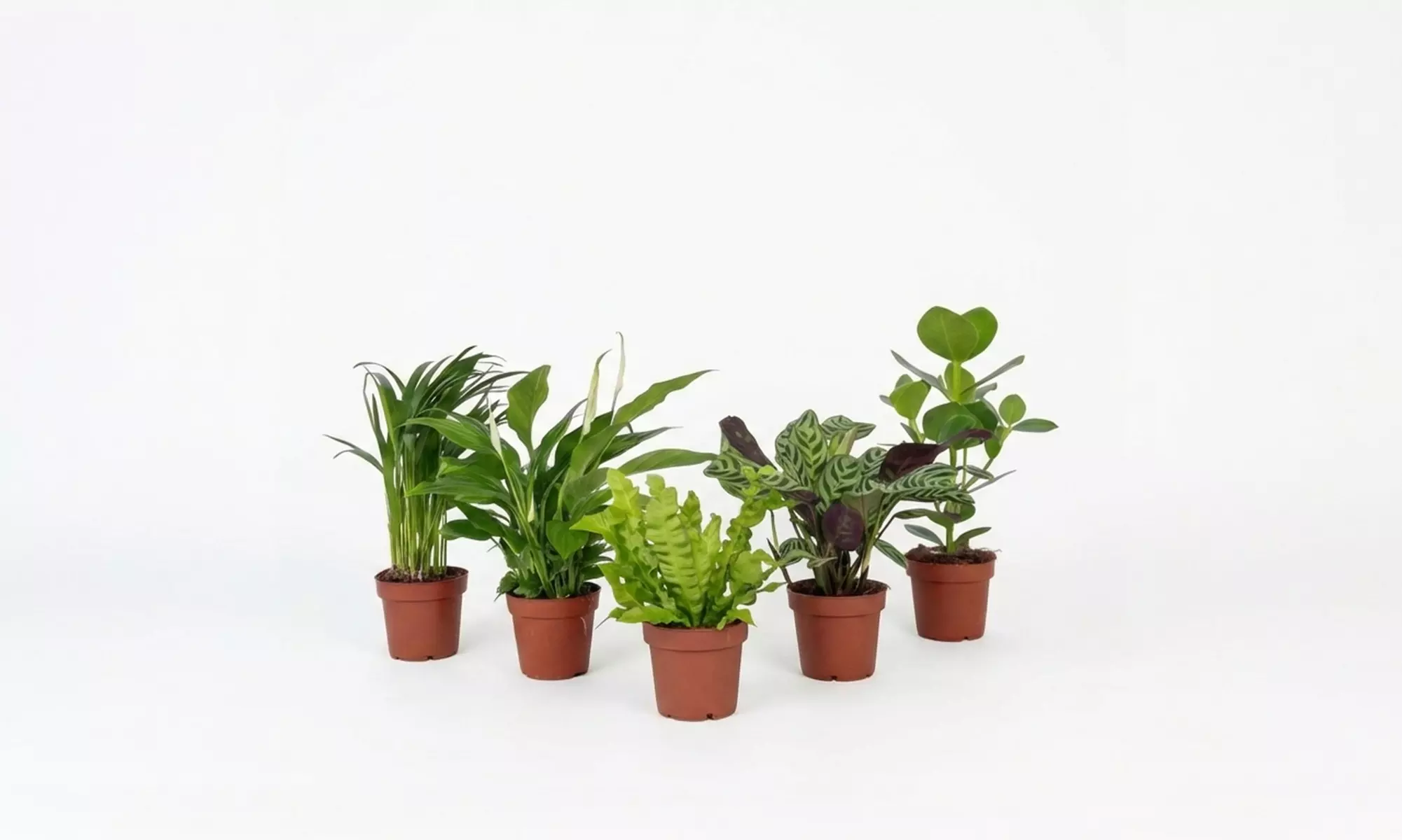 5er-Set luftreinigende Zimmerpflanzen