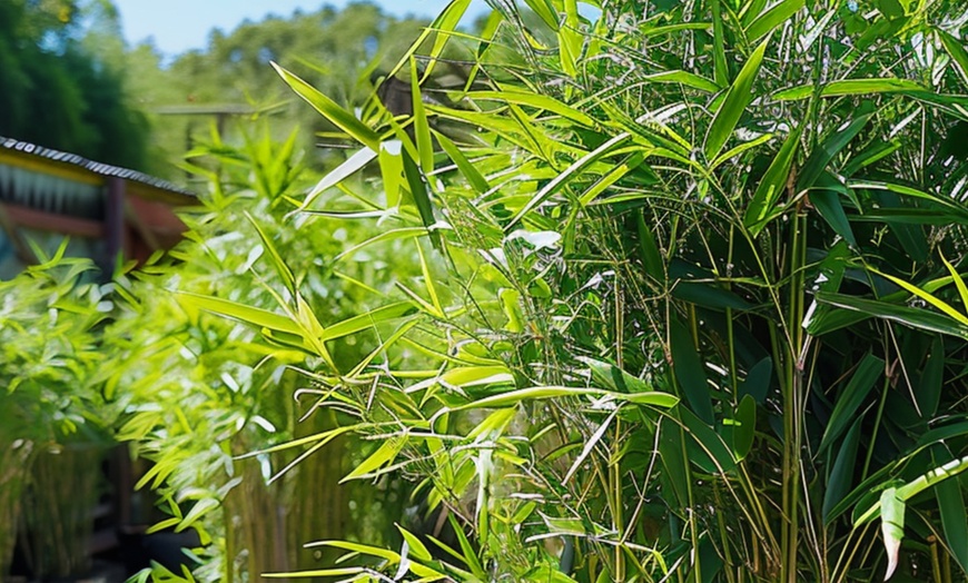 Image 4: Bambú Black (Fargesia nitida 'Black Dragon')