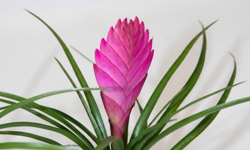 Image 7: Rootz Set of 3 Tillandsia Cyanea Pastel Houseplants with Pot