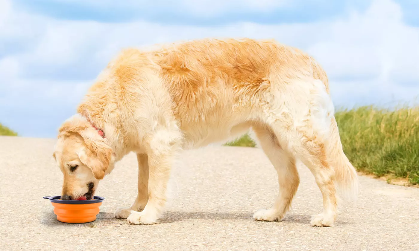 PetLuv Collapsible Silicone Travel Dog Bowls with Carabiners (4-Pack)