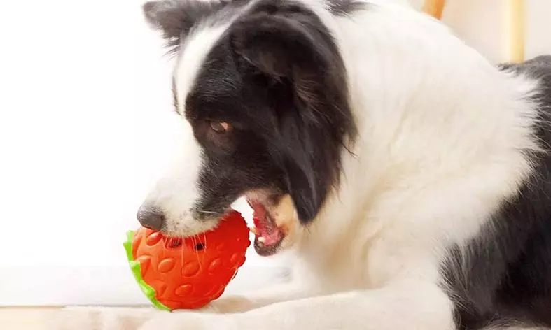 Durable Puppy Feeder Chew Toys Food Dispensing Toys for Teeth Cleaning IQ Treat
