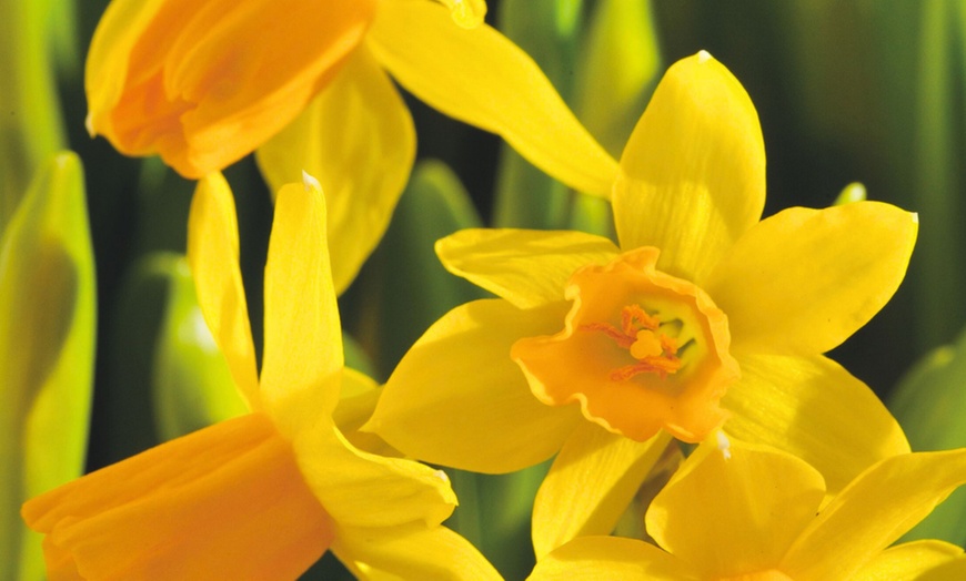 Image 6: Lote de hasta 50 bulbos de narciso Mount Hood, Recurvus o Tête-à-Tête