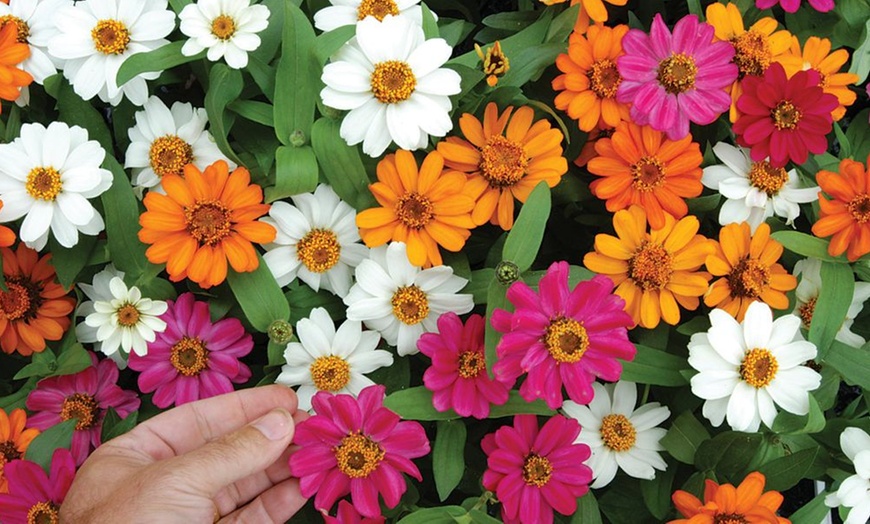 Image 2: Up to 72 Zinnia 'Profusion Mixed' Plants