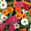 Image 2: Up to 72 Zinnia 'Profusion Mixed' Plants