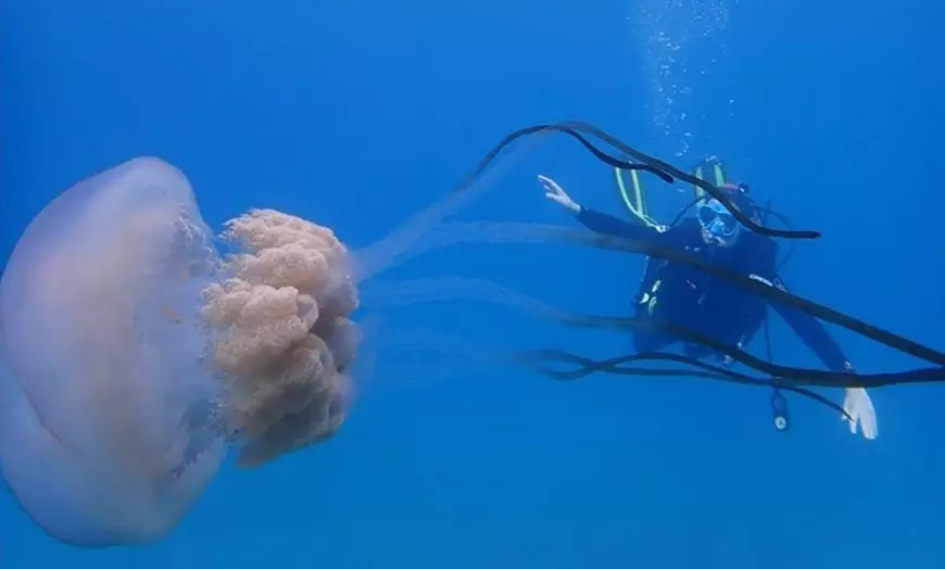 Image 1: Bautismo de buceo con inmersión en el mar durante 45 minutos