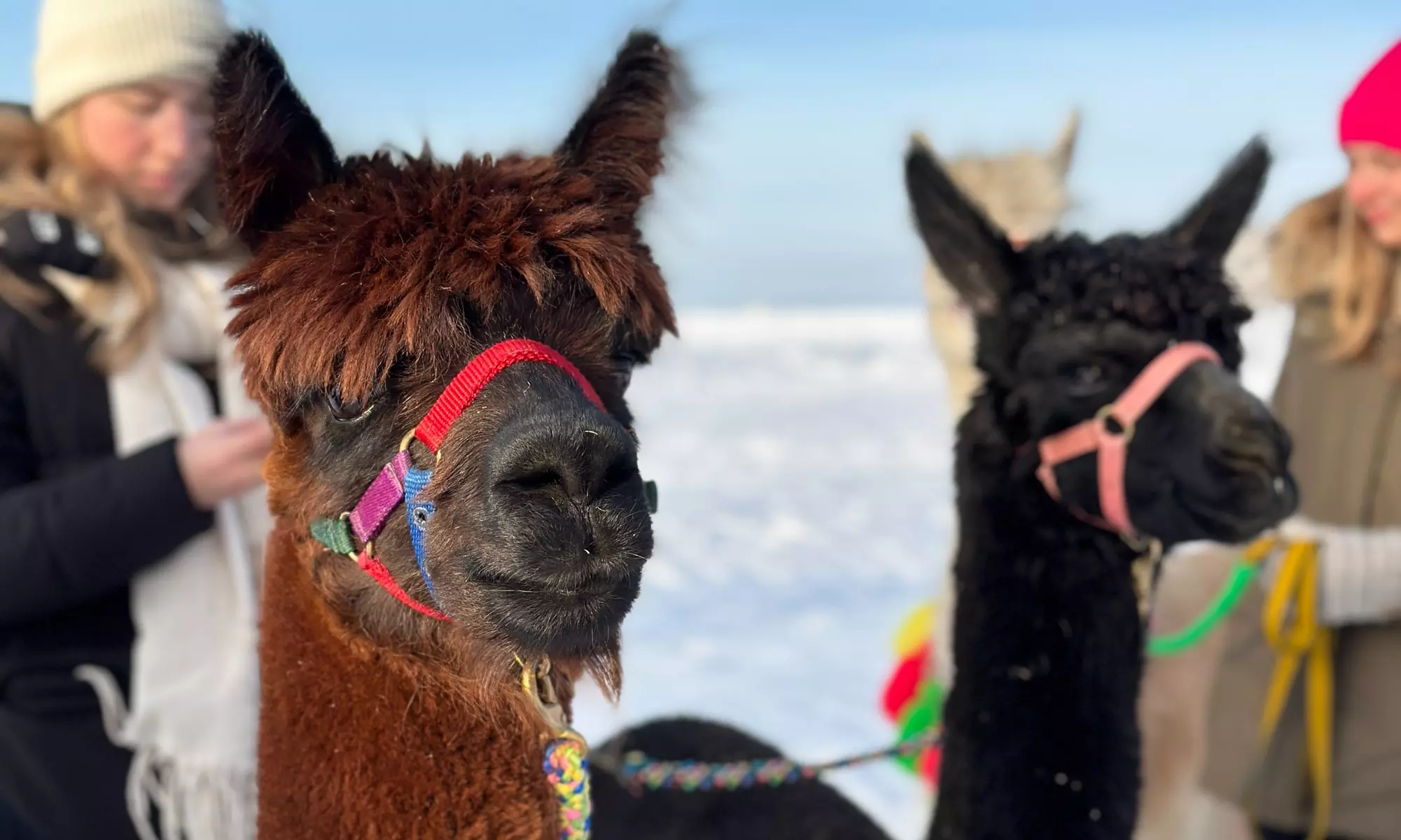 Alpaka-Wanderung oder Schnupper-Erlebnis im Stall für 2 - 4 Personen