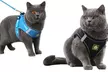 All-Weather Mesh Step-In Dog Harness and Leash Set – Breathable, No-Pull, Adjustable Pet Vest for Small Dogs - Second Medium