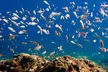 90-Minute Guided Snorkel Tour with Professional Photos for 1, 2, or 4 at Snorkel and Dive Tours (Up to 24% Off) - Second Medium