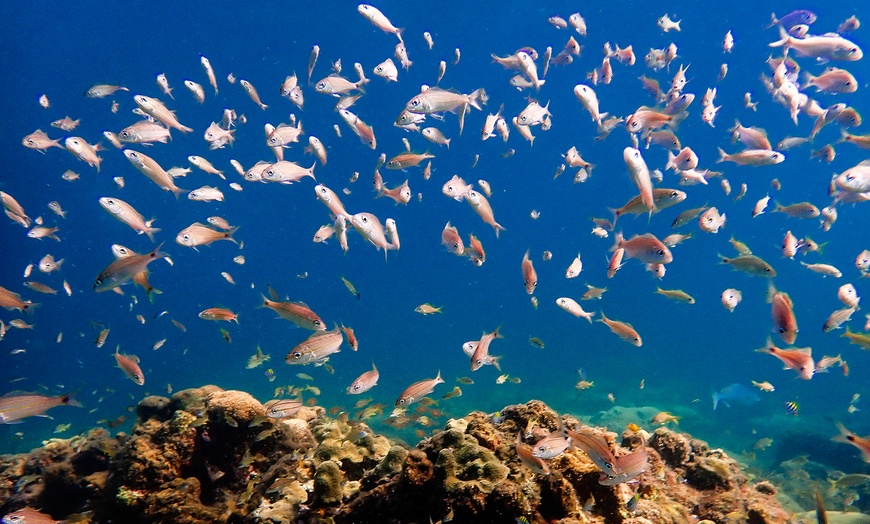 Image 5: 90-Minute Guided Snorkel Tour with Professional Photos for 1, 2, or 4