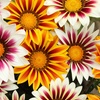 Image 1: 10 or 20 Gazania 'Firecracker' Garden-Ready Plants