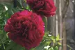 Peony Double Collection – 1 or 3 Potted Plants - Image 2