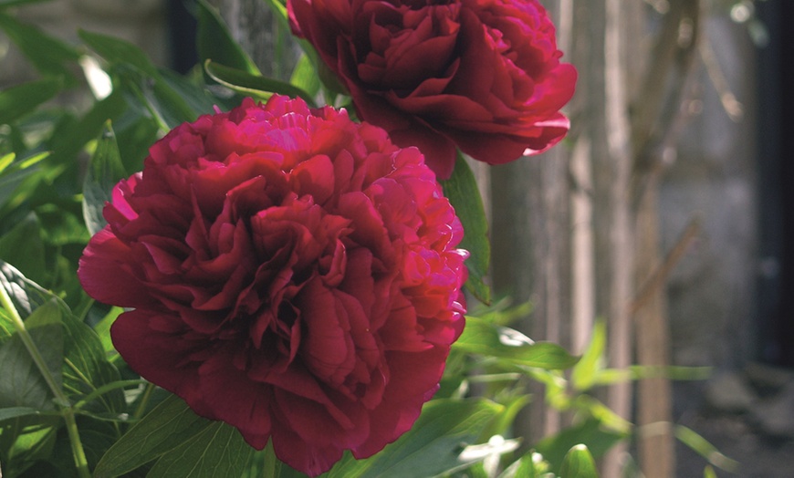 Image 2: One or Three Peony Double Potted Plants