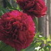 Image 2: One or Three Peony Double Potted Plants