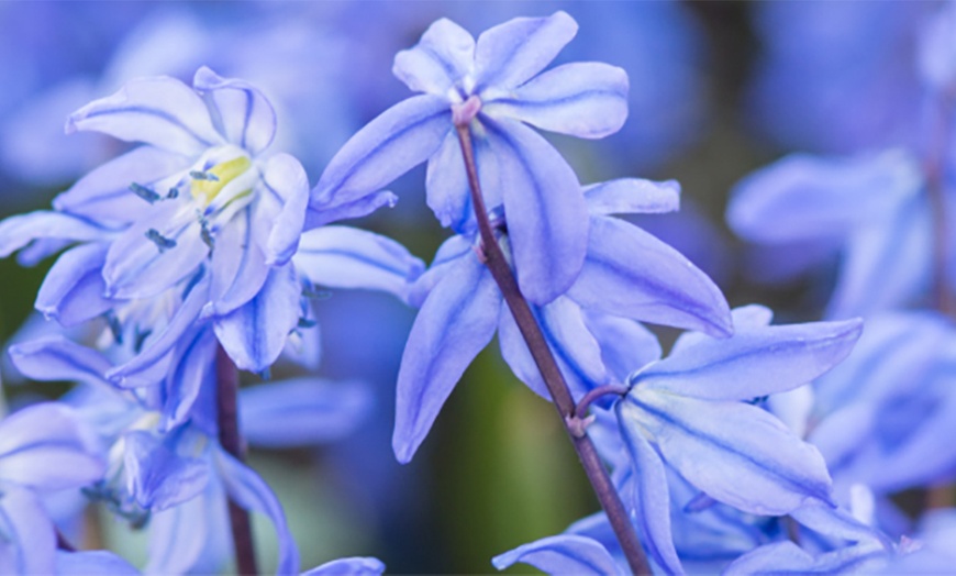 Image 4: 125 o 250 mix di bulbi colorati