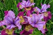 Peacock Butterfly Iris Sibirica Collection - Artistic Hardy Perennials - Second Medium