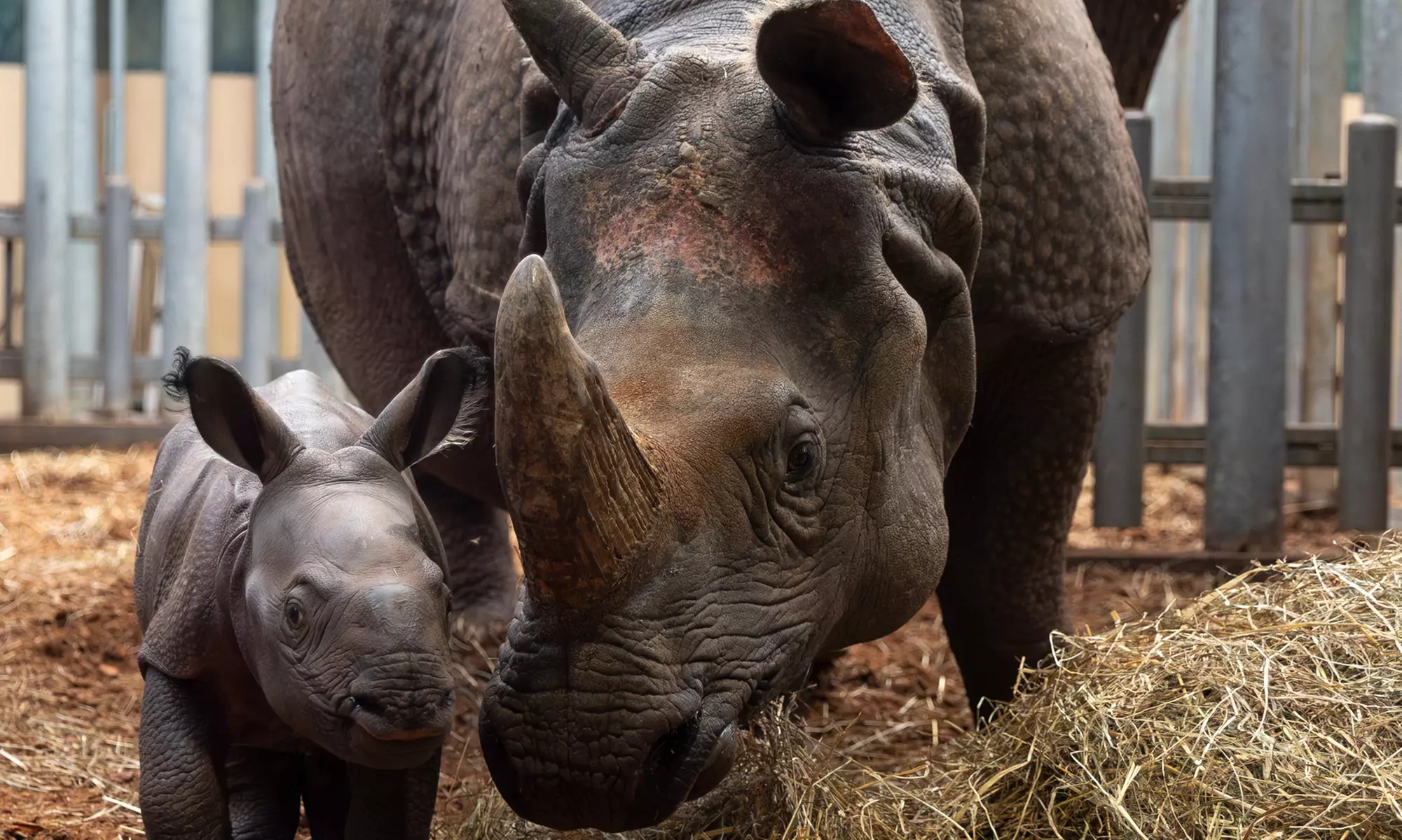 ZooParc de Beauval : 1 ou 2 jours pour un tour du monde animal