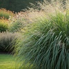 Image 6: Ornamental Grass in Quart, 1 Gallon, and 3 Gallon Sizes - Multiple Varieties with Free Shipping (Up to 24% Off)