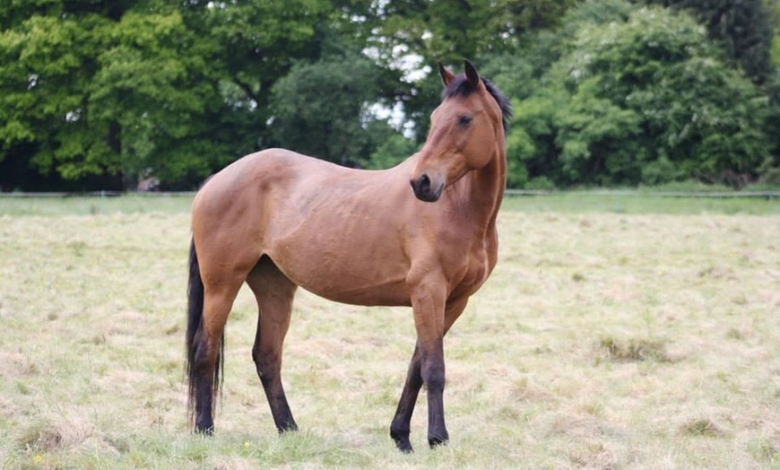 Image 6: Individual or Group Horse Riding