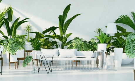 Set di 3 o 6 piante botaniche miste