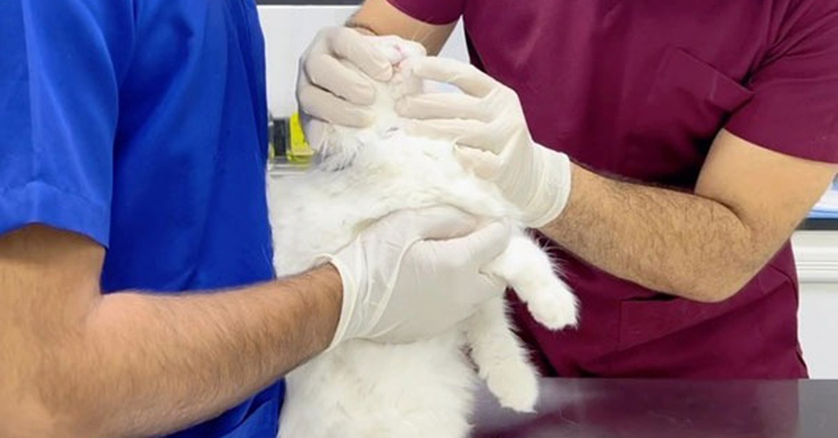 Get Premium Full Grooming For Cats Or Dogs Under Or Over 10kg Get Premium Full Grooming For Cats Or Dogs Under Or Over 10kg