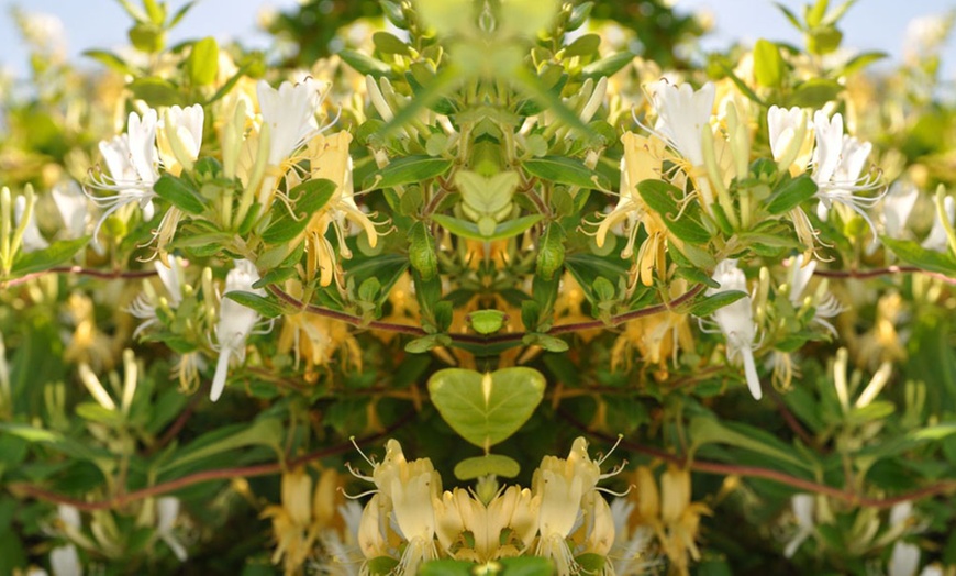 Image 3: Potted Fragrant Honeysuckle Plants – Trio of Varieties