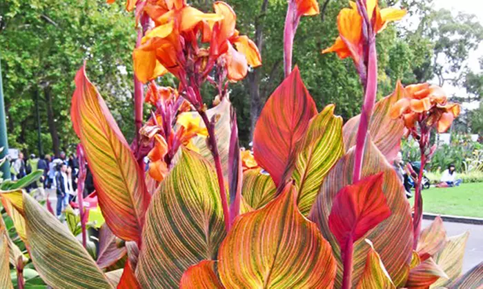 Pre-Order: Tropical Variegated Canna Phaison Plant Bulbs (3-Pack) - Primary Image