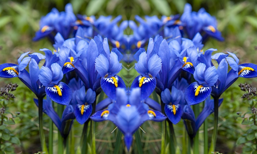 Image 4: Mixed Spring Iris Bulbs - Up to 200 Bulbs