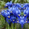 Image 4: Mixed Spring Iris Bulbs - Up to 200 Bulbs