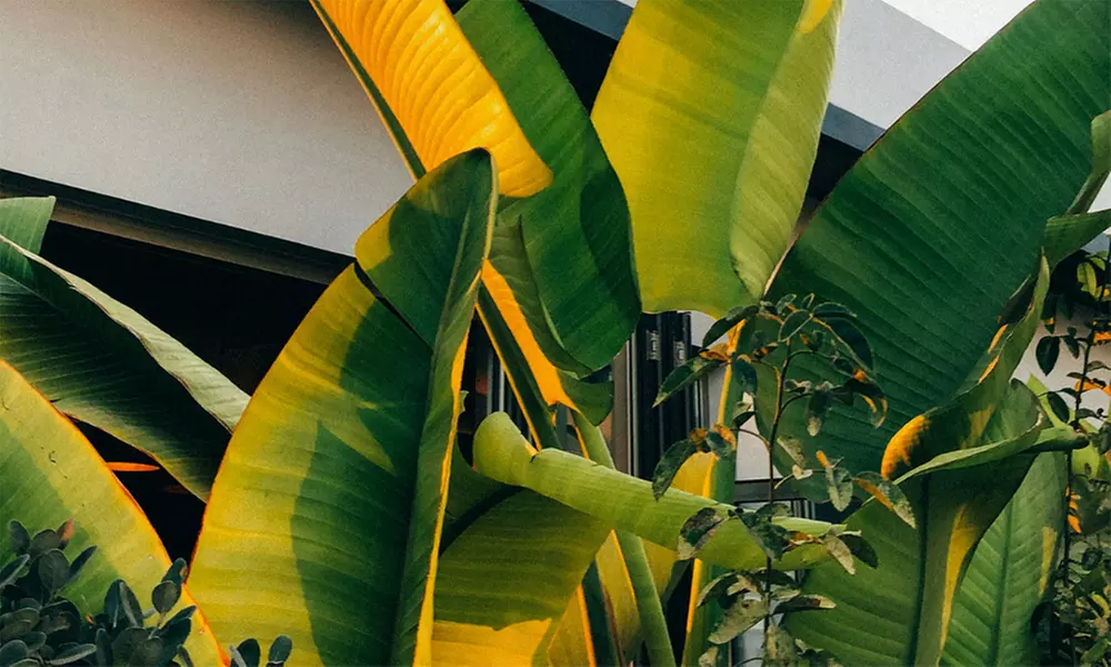 1x oder 2x Rootz Japanische Faserbanane - Primary Image