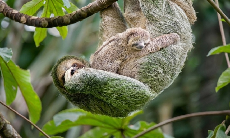 Image 2: 3- and 4-Star Mystery Costa Rica Hotel Stay with Tours