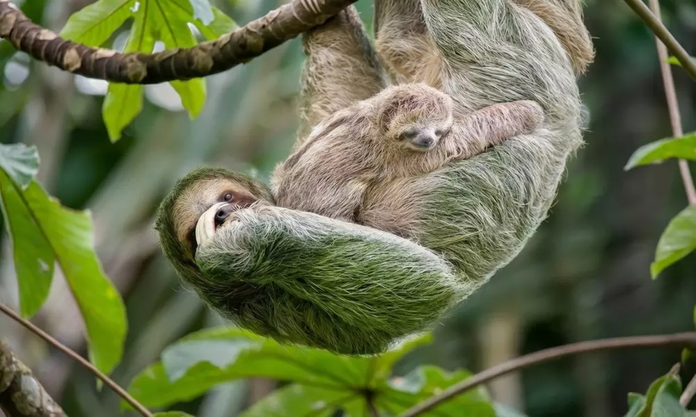 3- and 4-Star Mystery Costa Rica Hotel Stay with Tours