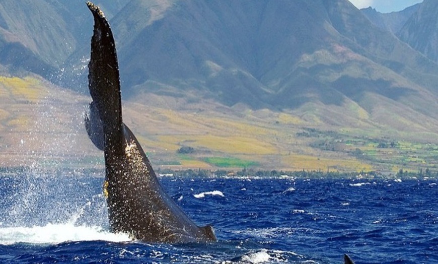 Image 4: Whale Watching at 1:00 PM – Tickets for Adults, Kids & Families