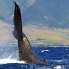 Image 4: Whale Watching at 1:00 PM – Tickets for Adults, Kids & Families