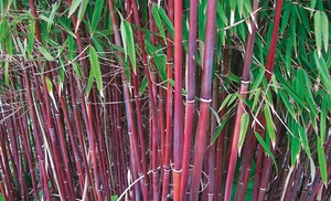 One or Two Red Bamboo 'Asian Wonder' Potted Plants 