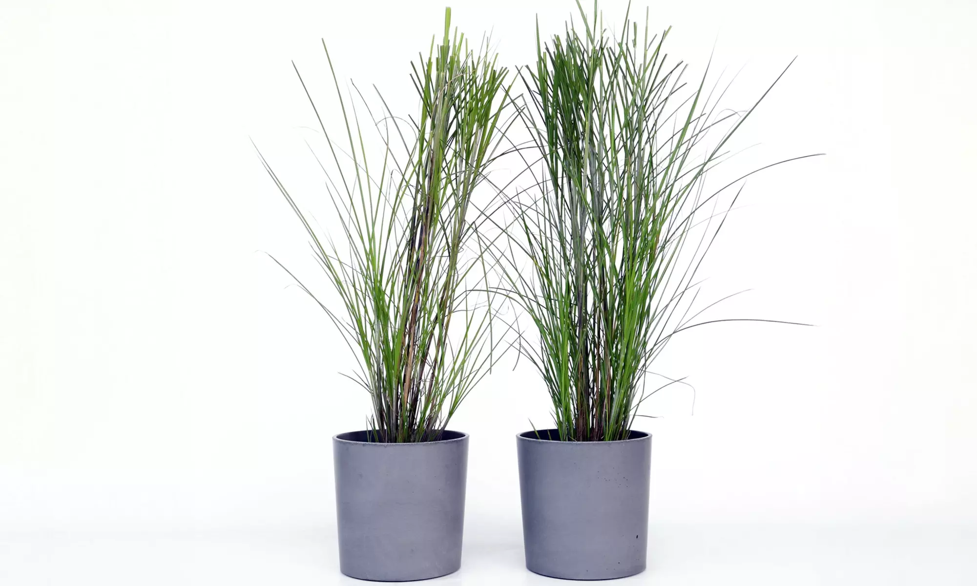 1 ou 2 Miscanthus Gracillimus XL de Rootz, 40-60 cm de hauteur - Second Medium