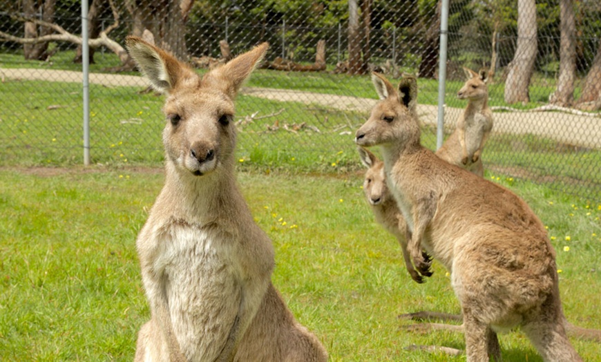 Image 3: Adventure Farm Entry: Child ($8), Adult ($11)