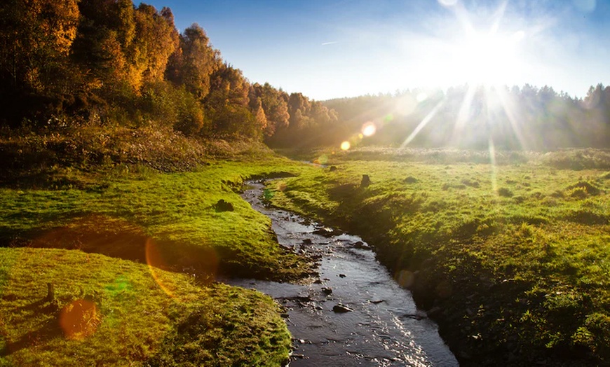Image 1: Baum mit Holzschild + Laser-Inschrift, gepflanzt im Bergischen Land
