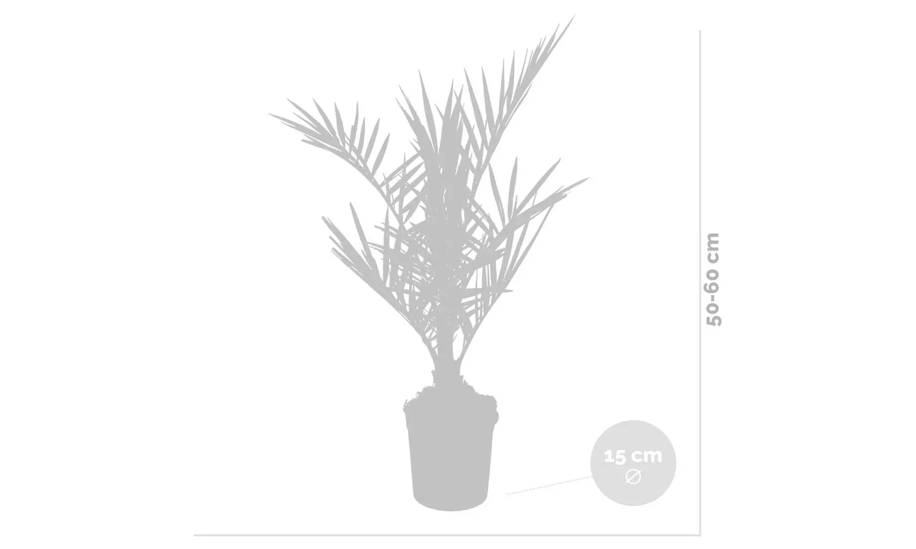 Palmier dattier Phoenix "Canariensis"