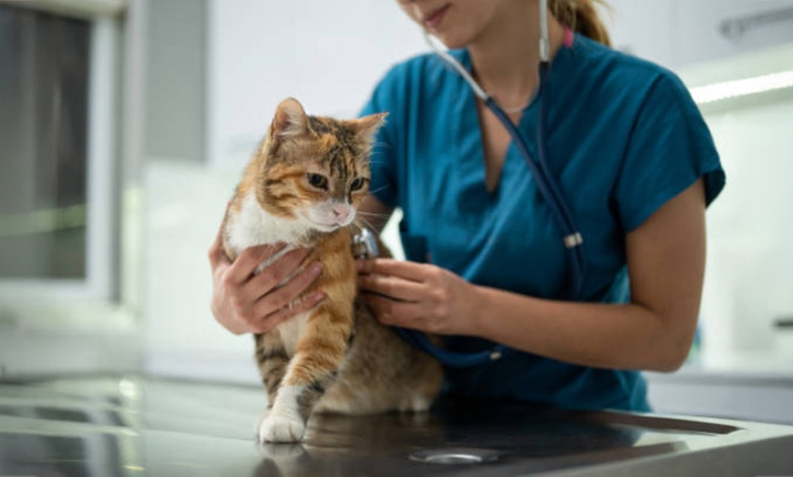 Image 1: Vet Consults & Vaccines for Pets, Birds & Exotics