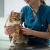 Image 1: Vet Consults & Vaccines for Pets, Birds & Exotics