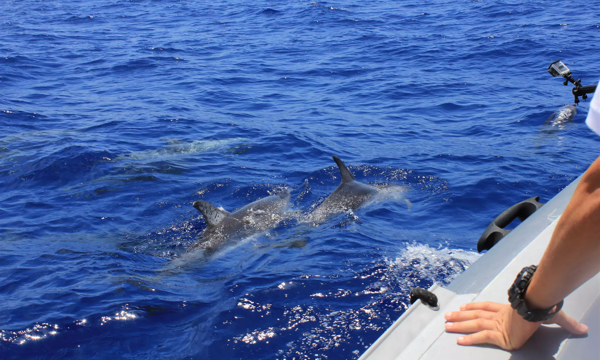 Half-Day, Shark & Sunset Fishing Trip in Myrtle Beach, South Carolina
