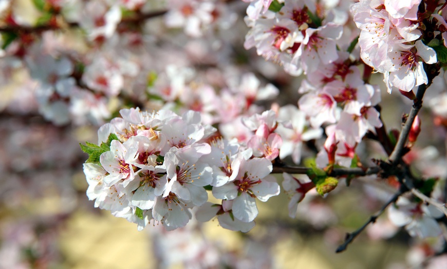 Image 3: Lot de 3 arbres fruitiers