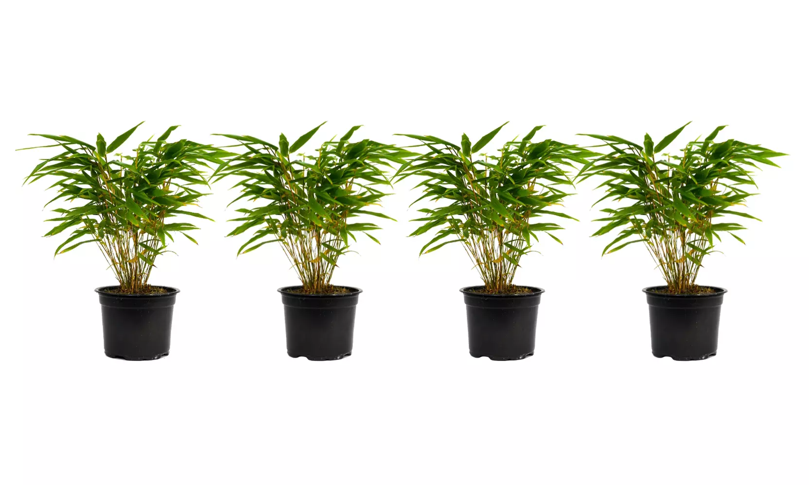 1x oder 2x oder 4x Bambus-Pflanze „Fargesia"