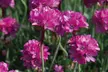 Mixed Seasonal Alpine/rockery Plants - Potted or Plug Plants - Image 7