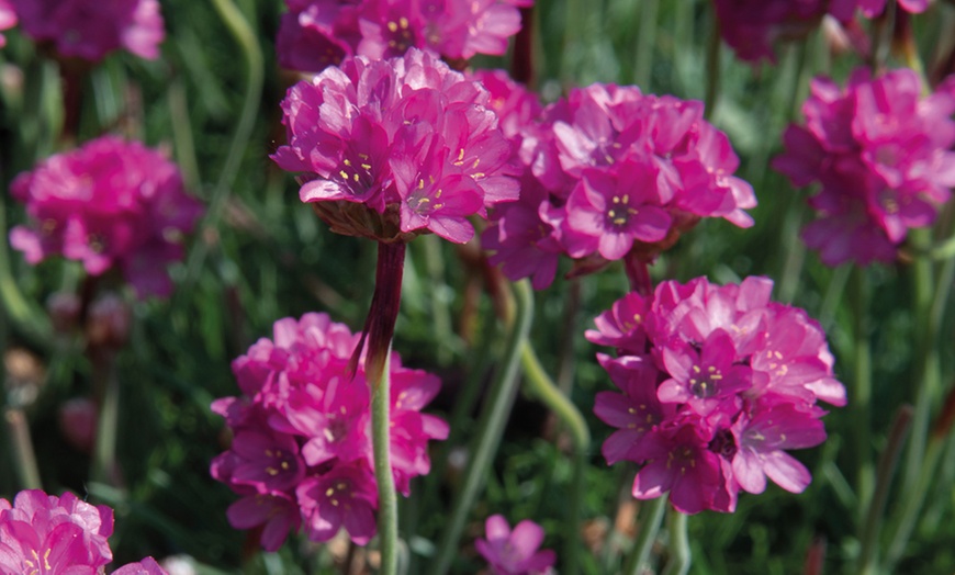 Image 7: Mixed Seasonal Alpine/rockery Plants - Potted or Plug Plants